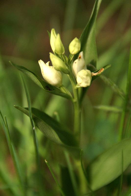 Unser Orchideenpark Bild Nr.086